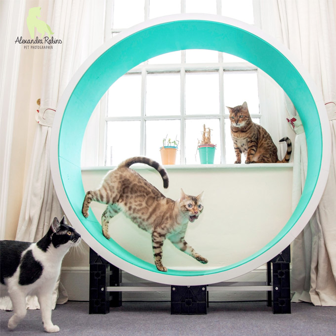 trio of cats on a green ferris cat wheel